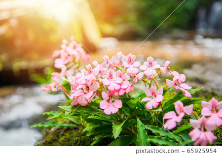 Pink flower growing on the rock with green mos 65925954