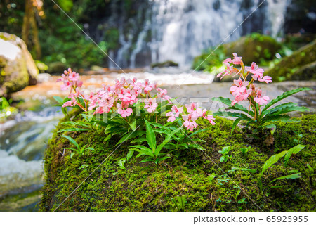 Pink flower growing on the rock with green mos 65925955
