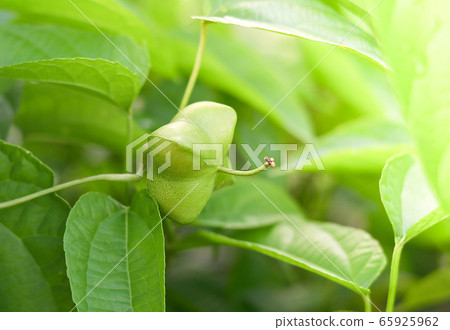 Sacha inchi palnt / Green fresh sacha Inchi seed Sacha inchi palnt / Green fresh sacha Inchi seed 65925962