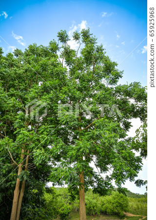 Neem tree / Fresh green neem tree plant growing on 65925968
