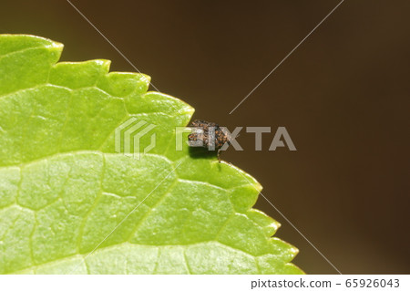 Musch beetle Musch beetle 65926043