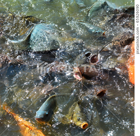 Feed fish / Many fish feed food a lot of feeding 65926090