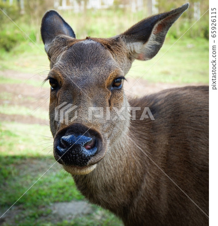 Deer face and head / close up of red deer female 65926115