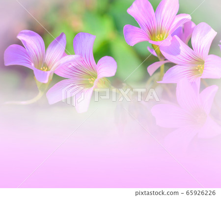 beautiful orchid pink purple flower Nature pink beautiful orchid pink purple flower Nature pink 65926226