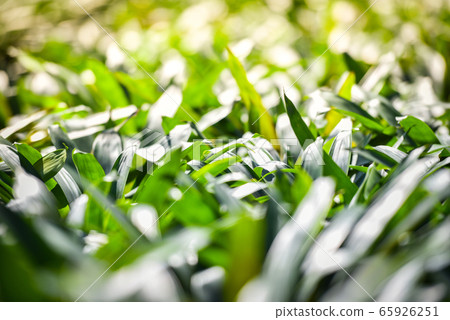 Bromeliad garden colorful green leaves bromeliad Bromeliad garden colorful green leaves bromeliad 65926251