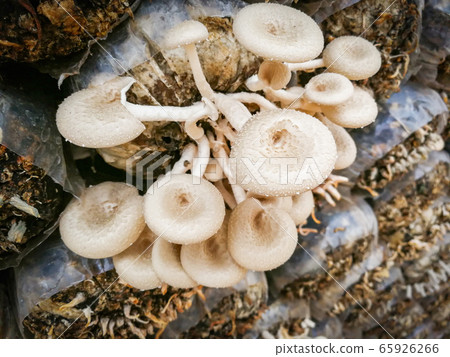 Mushroom farm Organic oyster mushrooms mold in 65926266