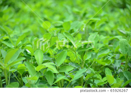 peanuts field / agriculture of peanut field 65926267