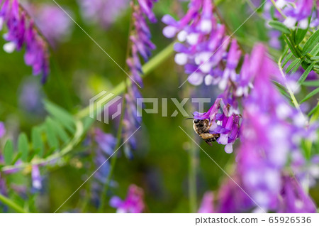 蜜蜂棲息在一朵花 65926536