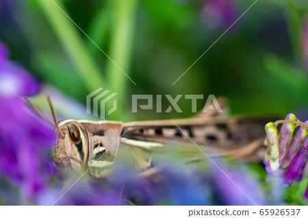 Patanga japonica 65926537