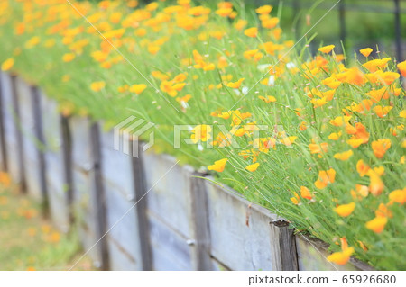 Poppy flower Poppy flower 65926680