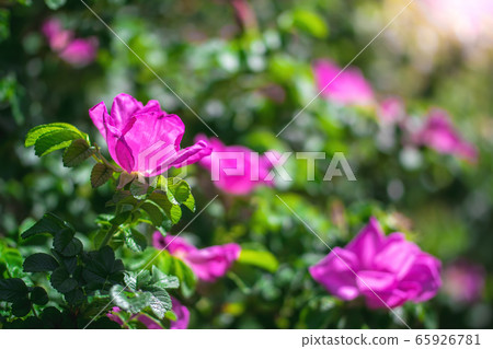 Blooming pink wild rose spring day 65926781