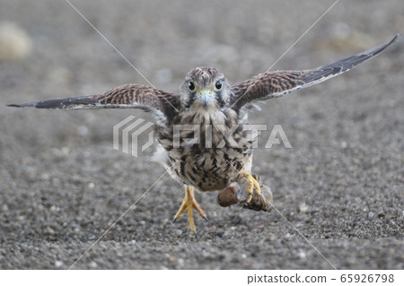 Chicks of butterfly 65926798