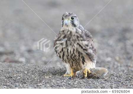 Chicks of butterfly 65926804