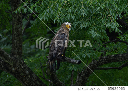 Crested serpent eagle special natural monument Crested serpent eagle special natural monument 65926963