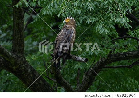 鳳頭蛇鷹特別自然紀念碑 65926964