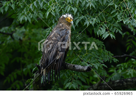 Crested serpent eagle special natural monument Crested serpent eagle special natural monument 65926965