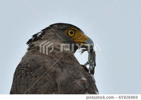 Crested eagle Crested serpent eagle special natural monument to catch frogs Crested eagle Crested serpent eagle special natural monument to catch frogs 65926969