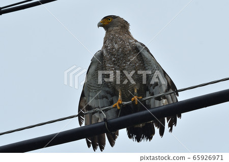 Crowned eagle Crested serpent eagle special natural monument to dry its wings 65926971
