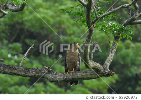 Crested eagle Crested serpent eagle special natural monument 65926972