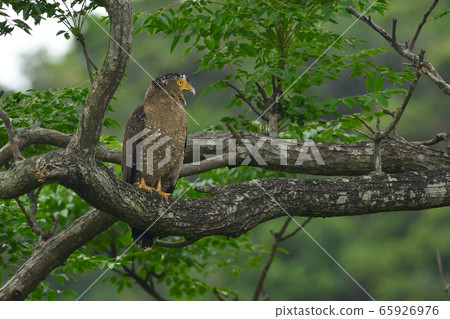 Crested eagle Crested serpent eagle special natural monument Crested eagle Crested serpent eagle special natural monument 65926976