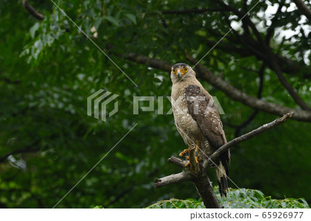 鳳頭鷹蛇頭鷹特殊的天然紀念物 鳳頭鷹蛇頭鷹特殊的天然紀念物 65926977