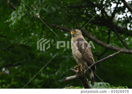 Crested eagle Crested serpent eagle special natural monument Crested eagle Crested serpent eagle special natural monument 65926978