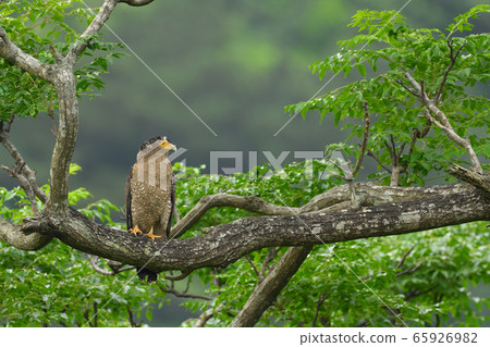 鳳頭鷹蛇頭鷹特殊的天然紀念物 鳳頭鷹蛇頭鷹特殊的天然紀念物 65926982