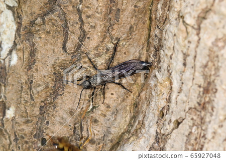 Creatures Insects Black-faced wasps and males. Unlike a female, it is quite slender and the whole body is black. 65927048