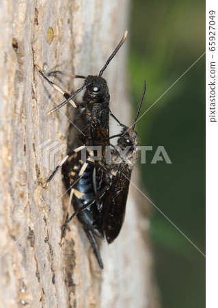Creature Insect Black-footed Wasp, mating. Males are all black. Fashionable female 65927049
