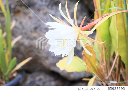 Peacock cactus flowers Peacock cactus flowers 65927393