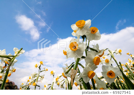 Narcissus flower early spring image Narcissus flower early spring image 65927541