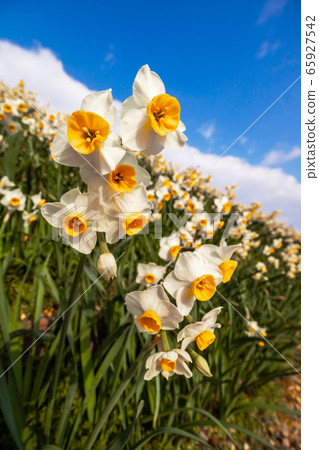 Narcissus flower early spring image Narcissus flower early spring image 65927542