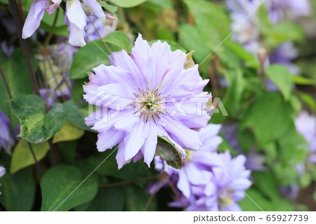 鐵線蓮花 65927739