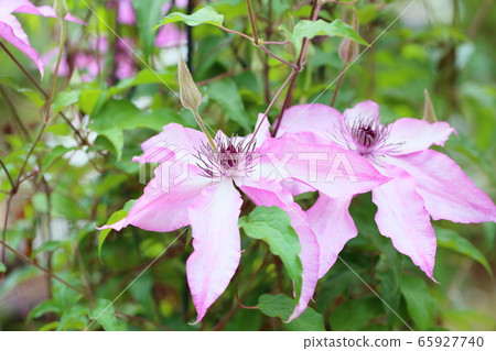 Clematis flower 65927740