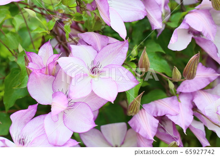 鐵線蓮花 65927742