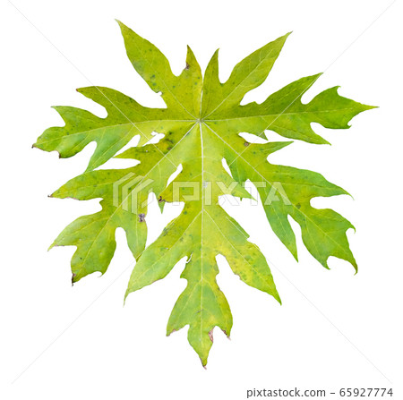 Old papaya leaves Old papaya leaves 65927774