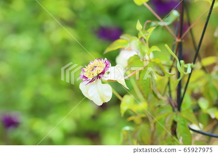 Clematis flower Clematis flower 65927975