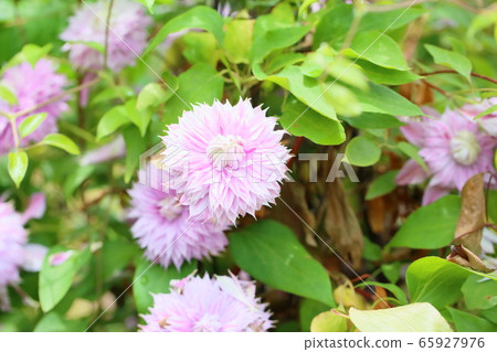Clematis flower Clematis flower 65927976