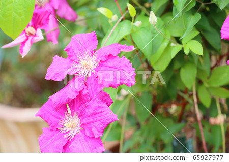 Clematis flower Clematis flower 65927977