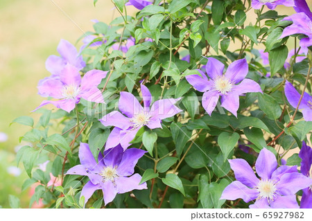 Clematis flower Clematis flower 65927982
