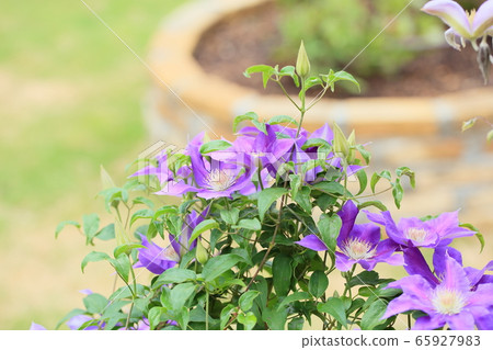 Clematis flower Clematis flower 65927983