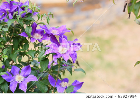 鐵線蓮花 65927984