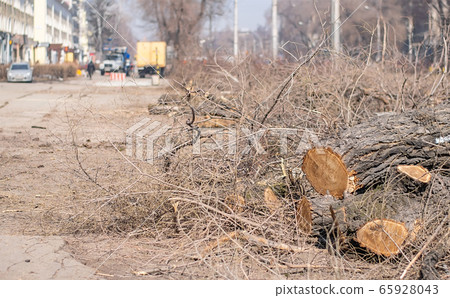 view of fallen trees on a city street view of fallen trees on a city street 65928043