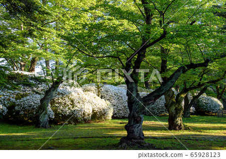 秋田市早上千秋公園 秋田市早上千秋公園 65928123