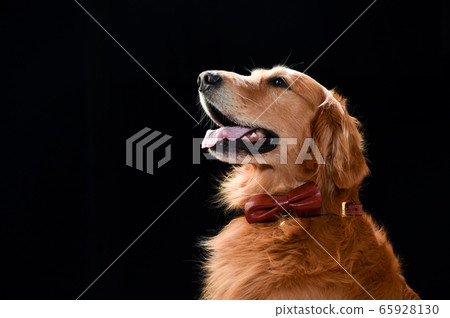 Golden Retriever Studio Portrait 65928130