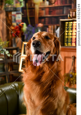 Golden retriever at the retro library Golden retriever at the retro library 65928244
