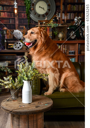 Golden retriever at the retro library 65928265