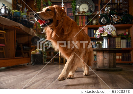 Golden retriever at the retro library Golden retriever at the retro library 65928278