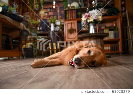 Golden retriever at the retro library Golden retriever at the retro library 65928279