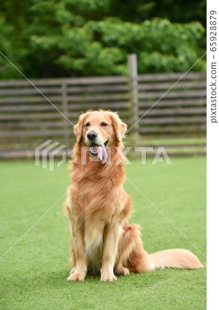 Masashi Porte的金毛尋回犬 Masashi Porte的金毛尋回犬 65928879